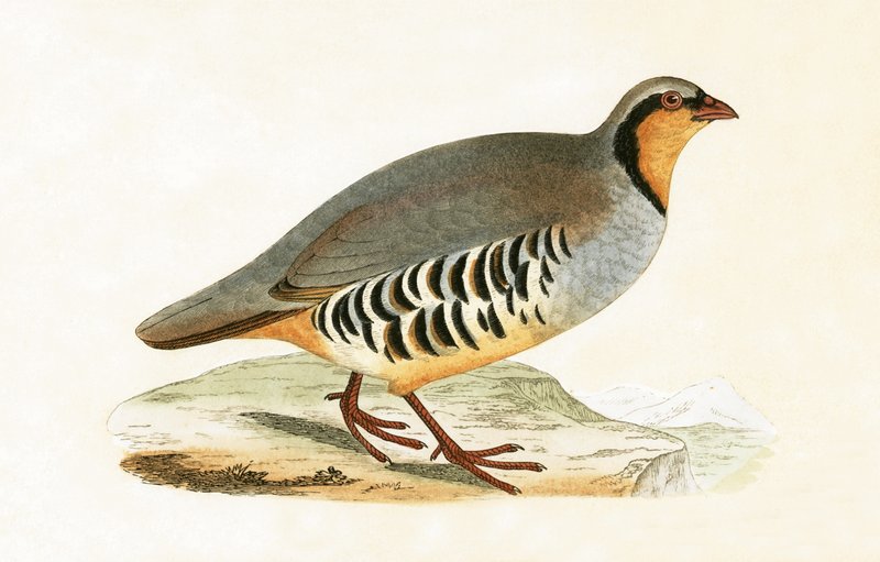 P Graeca, Var, Charles Robert Bree (1811-86) tarafından 