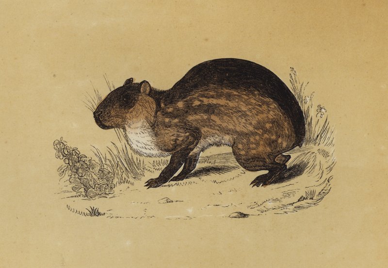 Paca (renkli taş) by English School