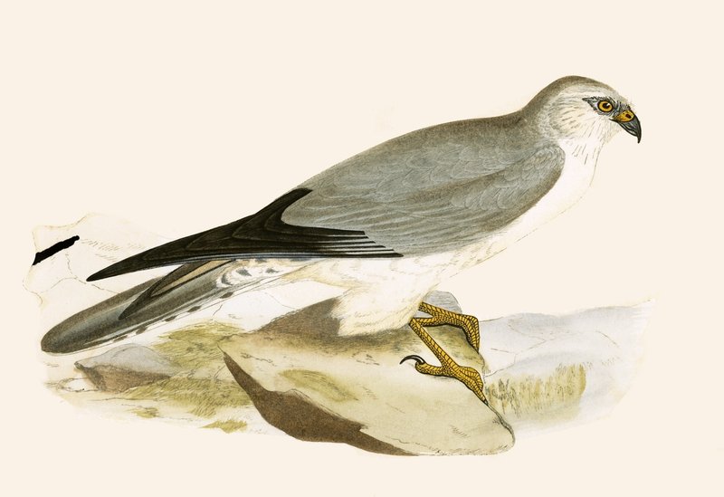 Soluk Göğüslü Harrier, Charles Robert Bree (1811-86) tarafından 