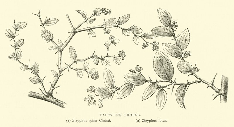 Filistin Dikenleri by English School