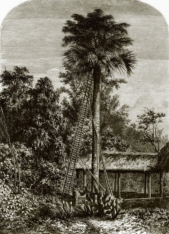 Büyük Andaman