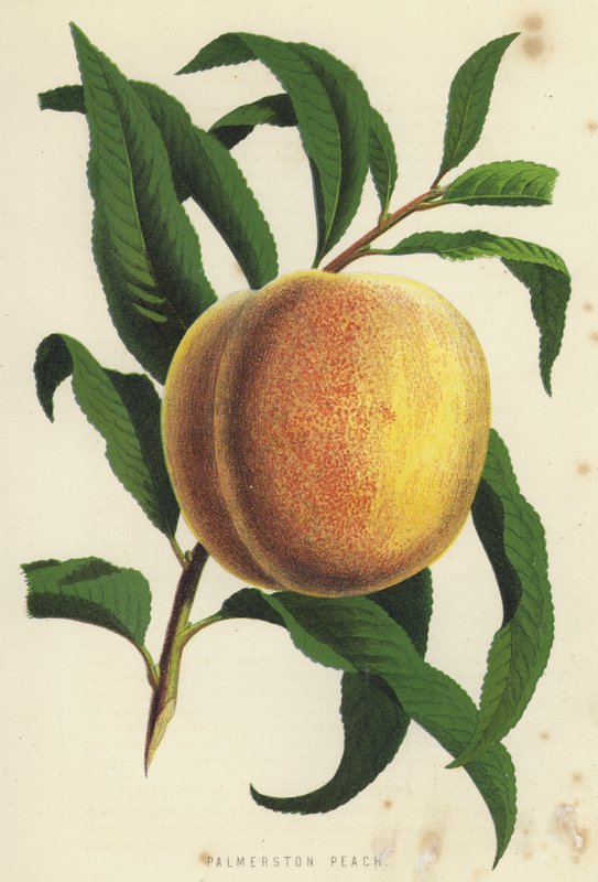 Palmerston Şeftali by English School