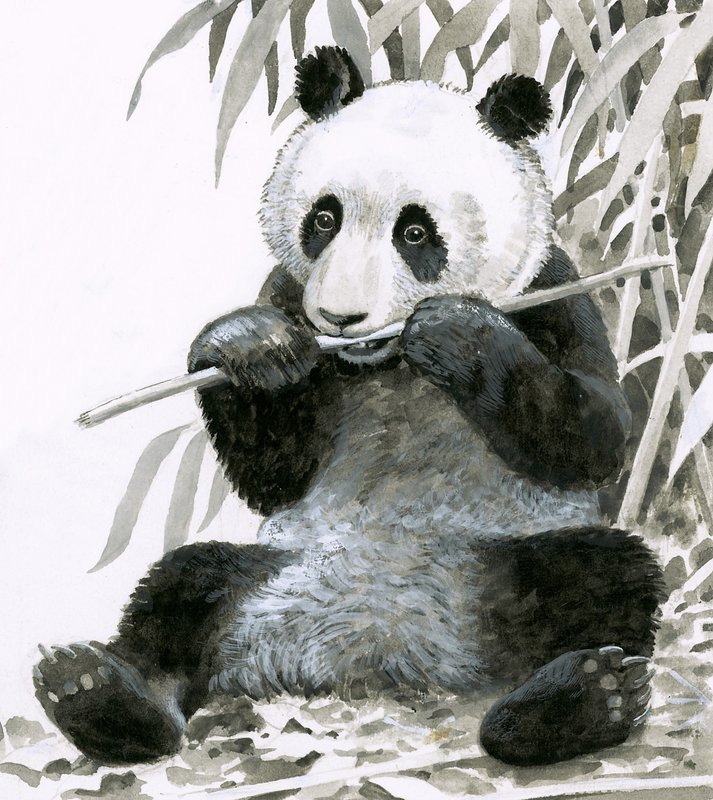 Bambu çiğneyen panda by English School