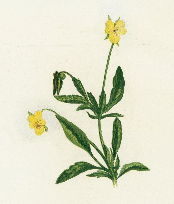 Hercai Menekşe veya Heartsease, Viola Tricolor by English School