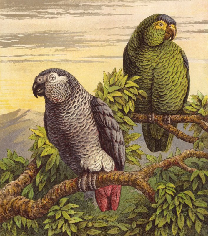 Papağanlar (renkli lito) by English School