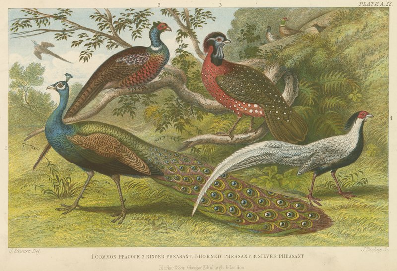 Tavus kuşu ve sülün (renkli gravür) by English School