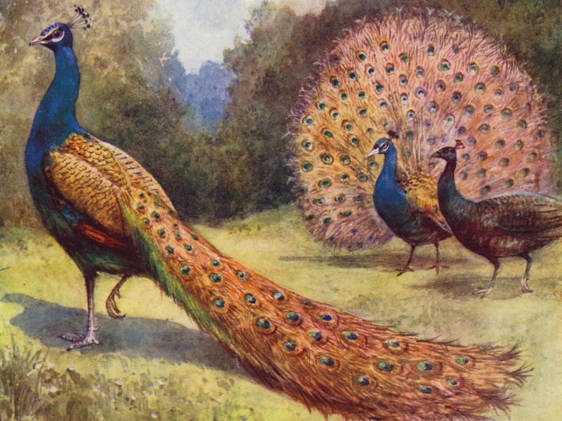 Tavus kuşları (renkli taş) by English School