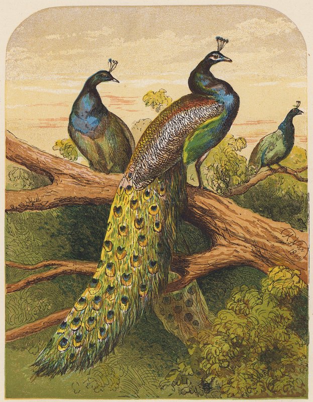 Tavus kuşları (renkli litho) by English School