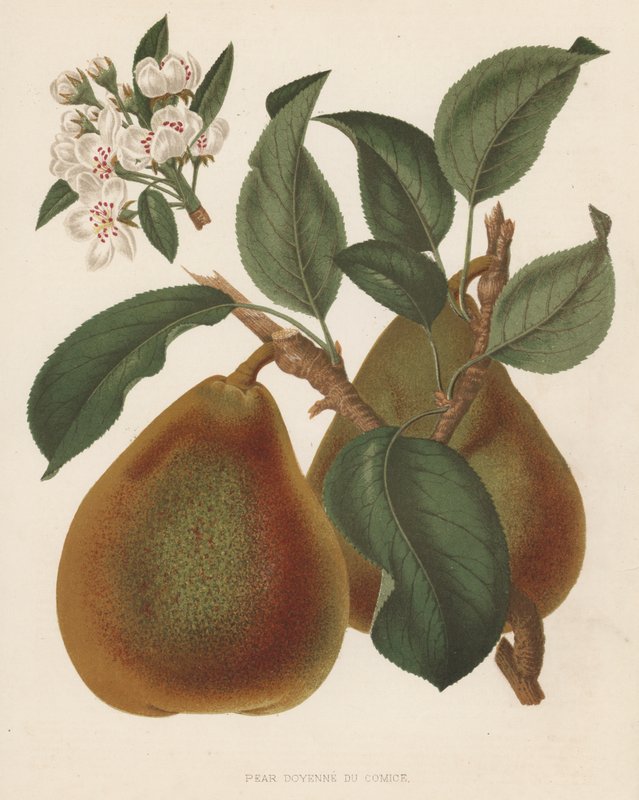 Pear Doyenne du Comice (renkli taş baskı) by English School