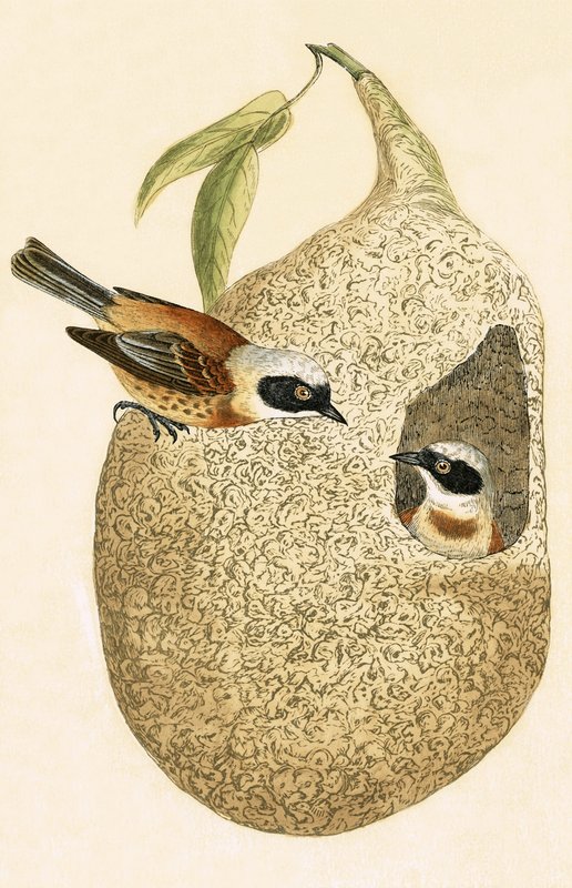 Sarkaç Baştankara, Charles Robert Bree (1811-86) tarafından 