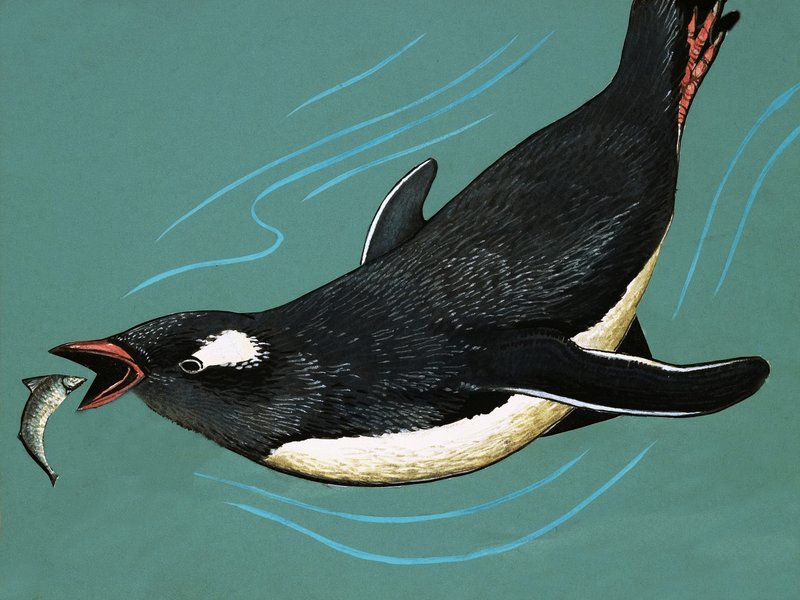 Penguen balık tutuyor by English School