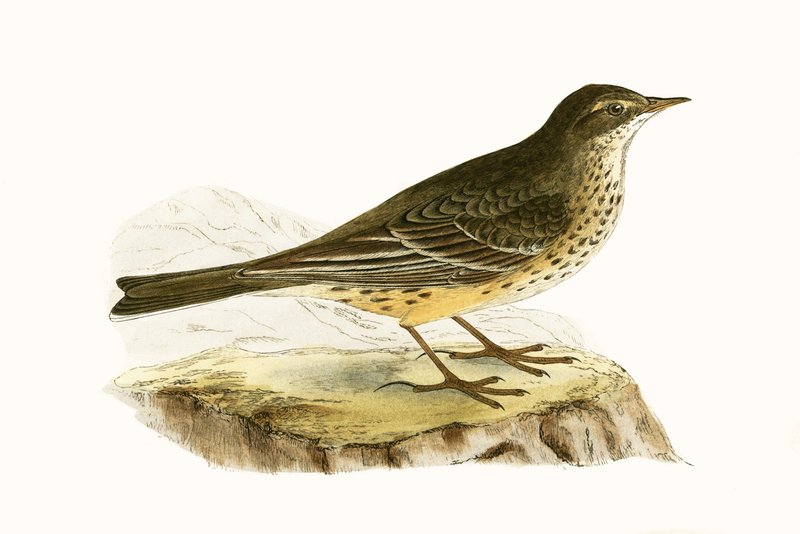 Pennsyvlanian Pipit, Charles Robert Bree (1811-86) tarafından 