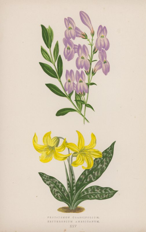 Pentstemon Crassifolium; Erythronium Americanum (renkli lito) by English School