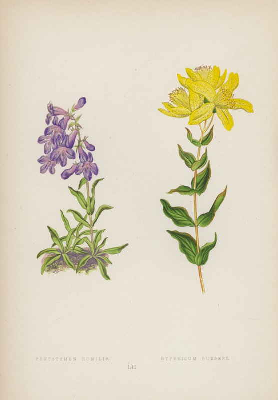 Pentstemon Humilis; Hypericum Bursari (renkli taş) by English School