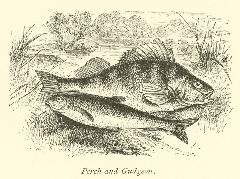 Levrek ve Gudgeon by English School