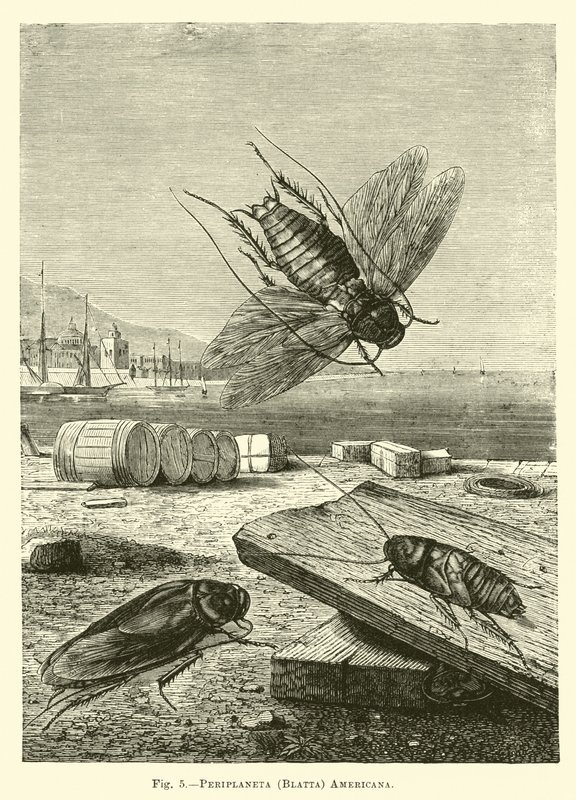 Periplaneta (Blatta) amerikan by English School