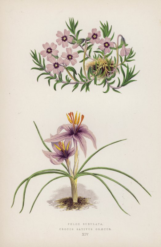 Floksa Subulata; Crocus sativus Yunanca (renkli taş) by English School