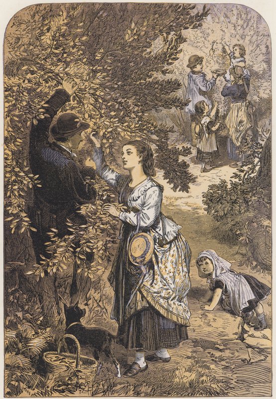 Fındık toplama (renkli taş) by English School