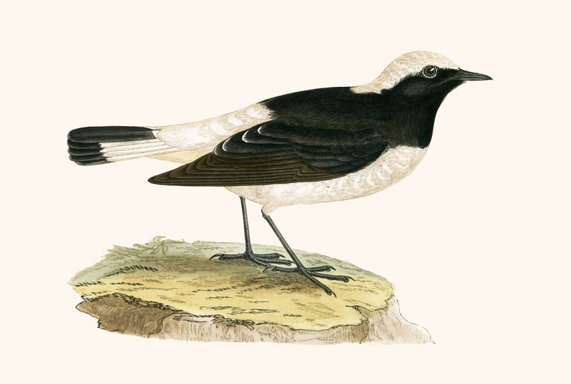 Pied Wheatear, Charles Robert Bree (1811-86) tarafından 