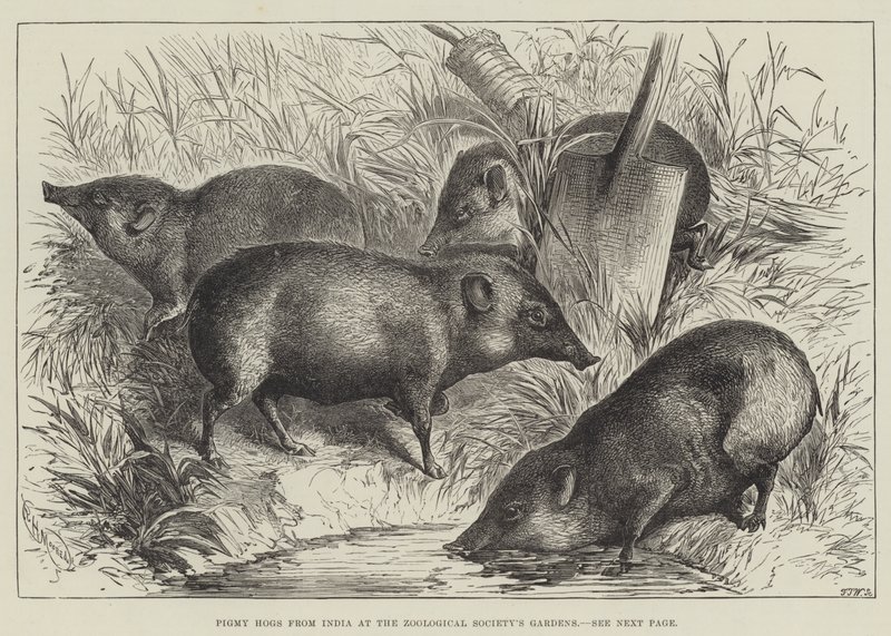 Zooloji Derneği'nin Bahçelerinde Hindistan'dan Pigmy Hogs (gravür) by English School