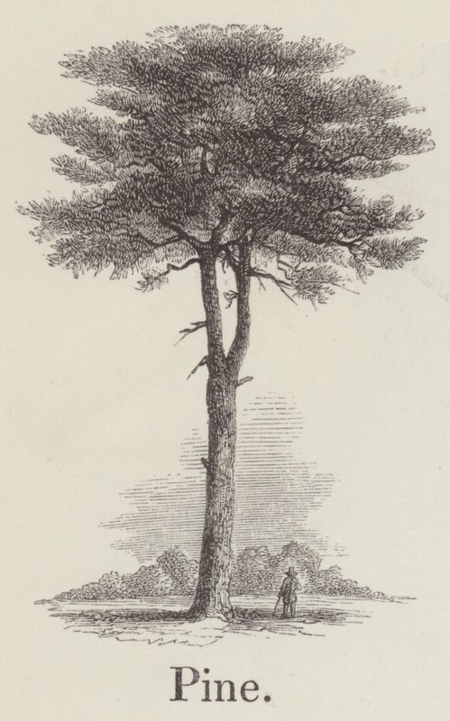Çam (gravür) by English School