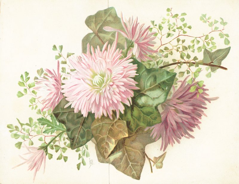 Pembe Çiçekler (Dahlia), Kart by English School
