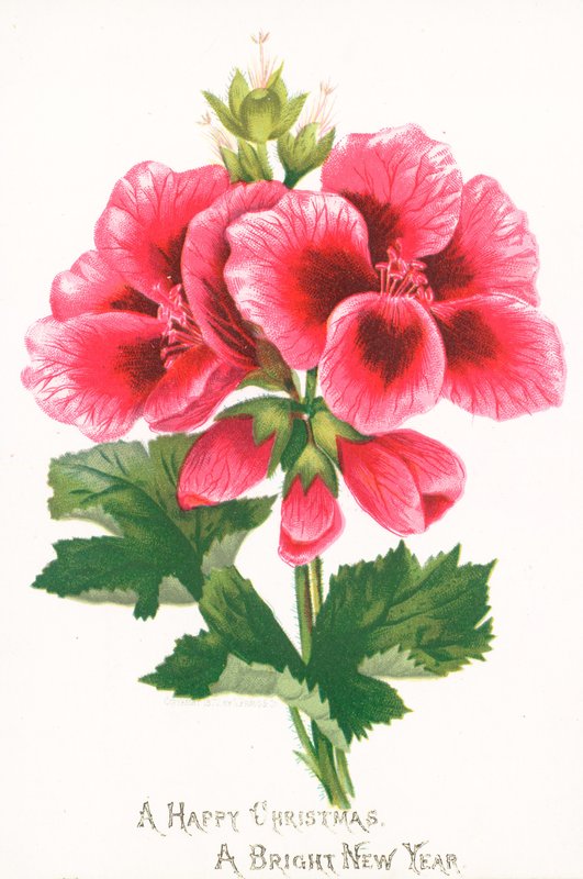Pembe Çiçekler, Noel Kartı by English School