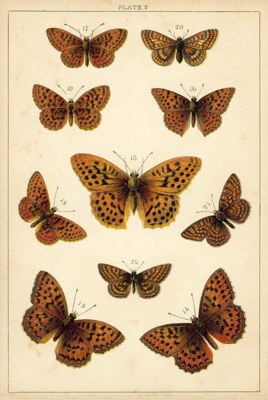 Ülkemizin Kelebek ve Güvelerinden Tabak (chromolitho) by English School