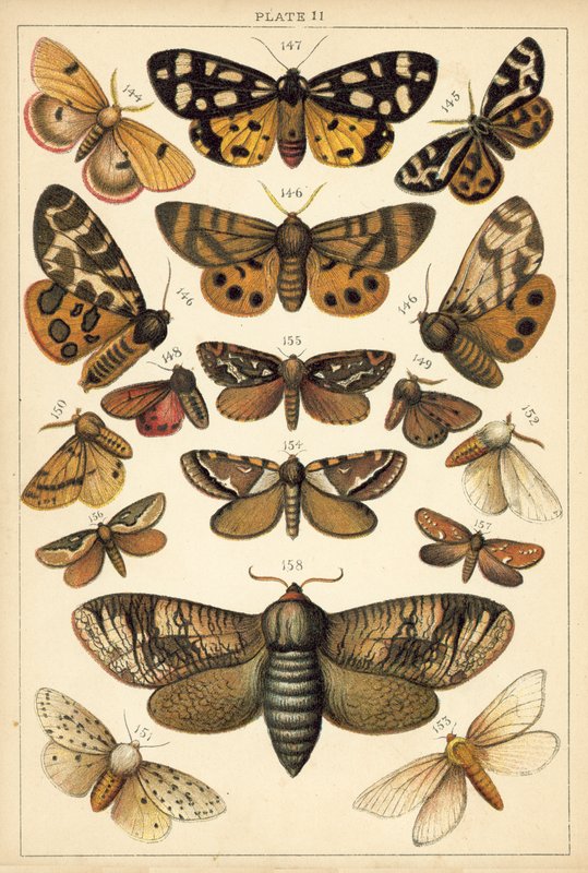 Ülkemizin Kelebek ve Güvelerinden Tabak (chromolitho) by English School