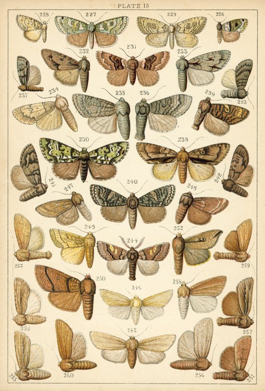 Ülkemizin Kelebek ve Güvelerinden Tabak (chromolitho) by English School