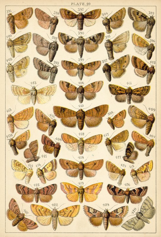 Ülkemizin Kelebek ve Güvelerinden Tabak (chromolitho) by English School