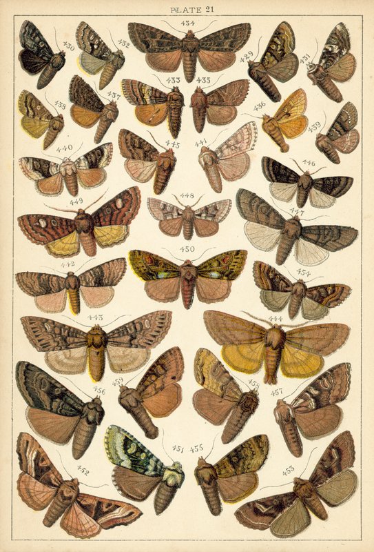 Ülkemizin Kelebek ve Güvelerinden Tabak (chromolitho) by English School