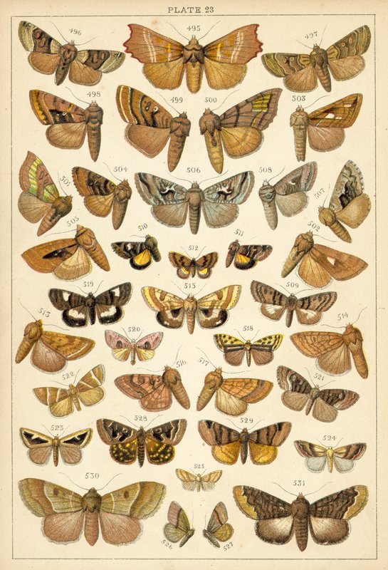 Ülkemizin Kelebek ve Güvelerinden Tabak (chromolitho) by English School