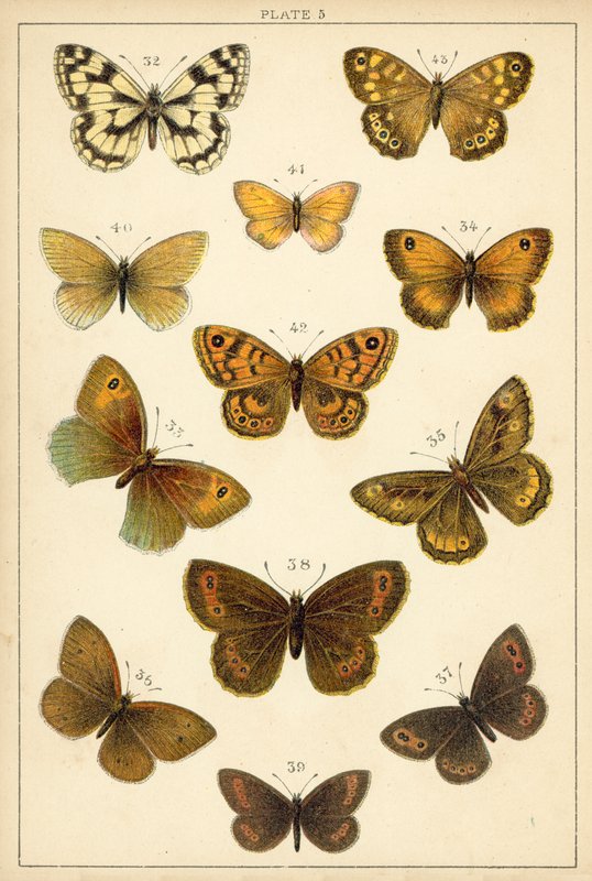 Ülkemizin Kelebek ve Güvelerinden Tabak (chromolitho) by English School
