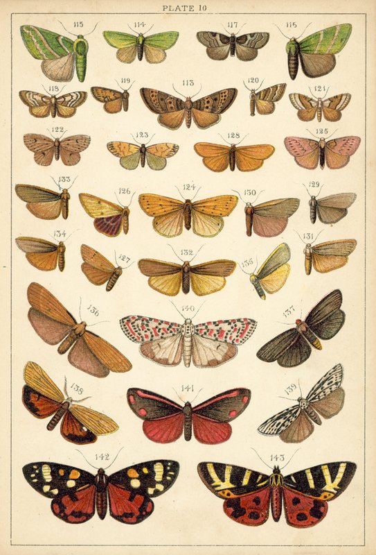Ülkemizin Kelebek ve Güvelerinden Tabak (chromolitho) by English School