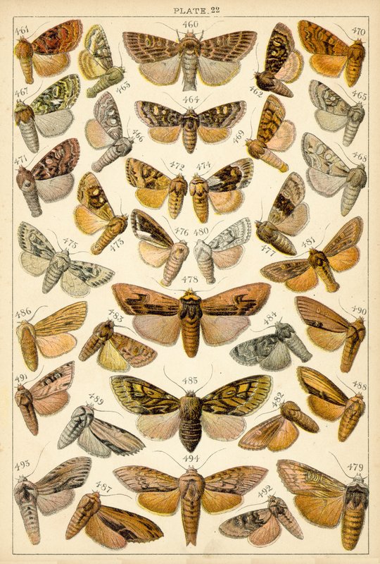 Ülkemizin Kelebek ve Güvelerinden Tabak (chromolitho) by English School