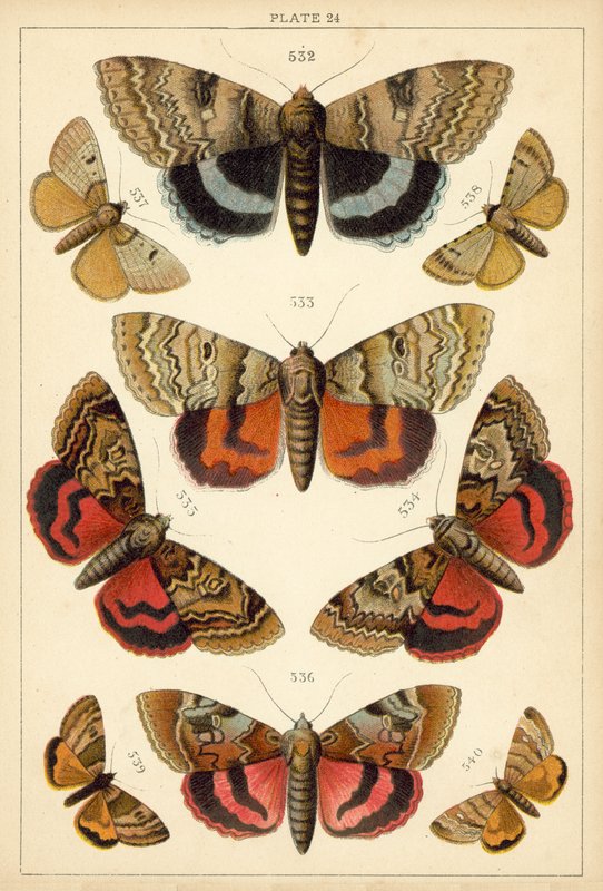 Ülkemizin Kelebek ve Güvelerinden Tabak (chromolitho) by English School