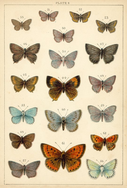 Ülkemizin Kelebek ve Güvelerinden Tabak (chromolitho) by English School