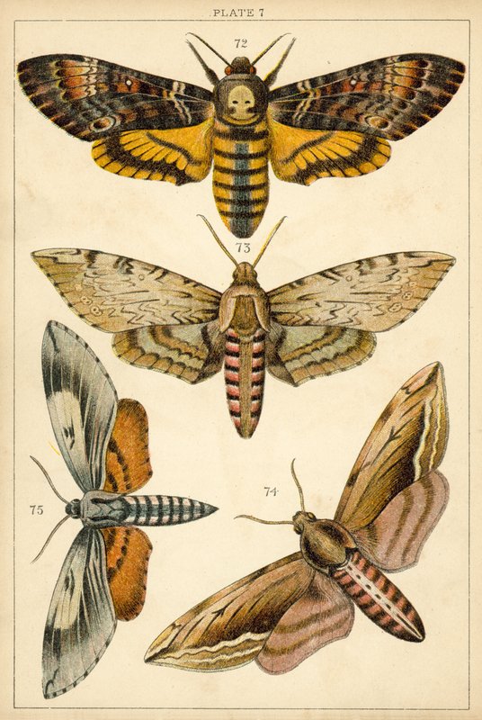Ülkemizin Kelebek ve Güvelerinden Tabak (chromolitho) by English School
