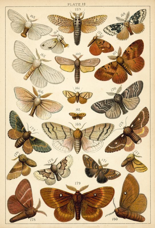 Ülkemizin Kelebek ve Güvelerinden Tabak (chromolitho) by English School