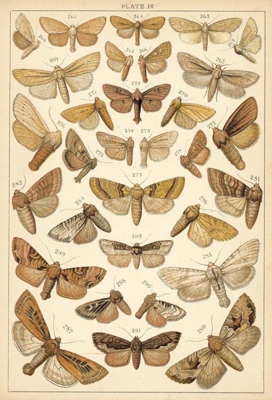 Ülkemizin Kelebek ve Güvelerinden Tabak (chromolitho) by English School
