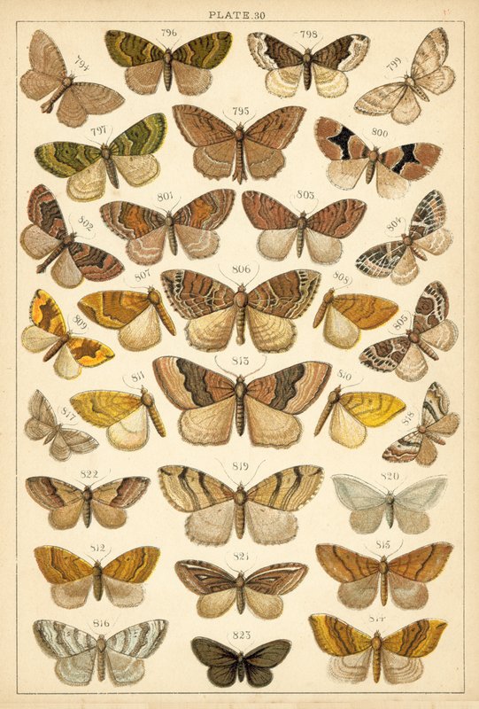 Ülkemizin Kelebek ve Güvelerinden Tabak (chromolitho) by English School