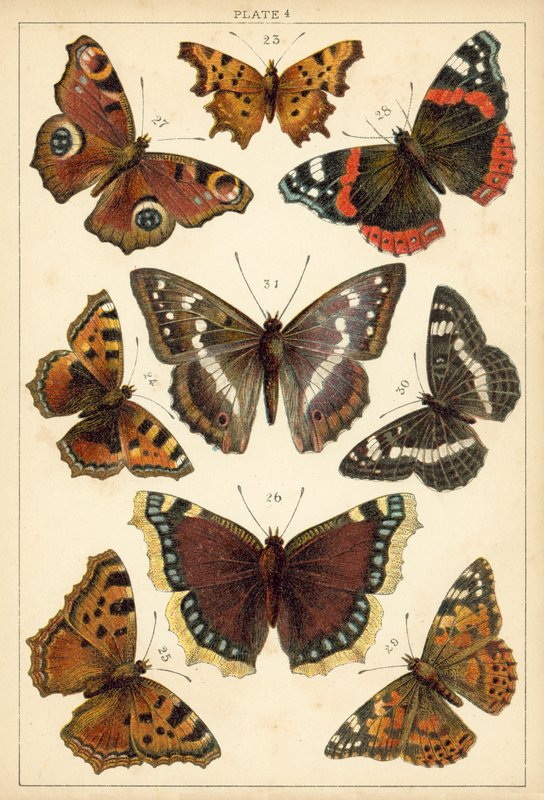 Ülkemizin Kelebek ve Güvelerinden Tabak (chromolitho) by English School