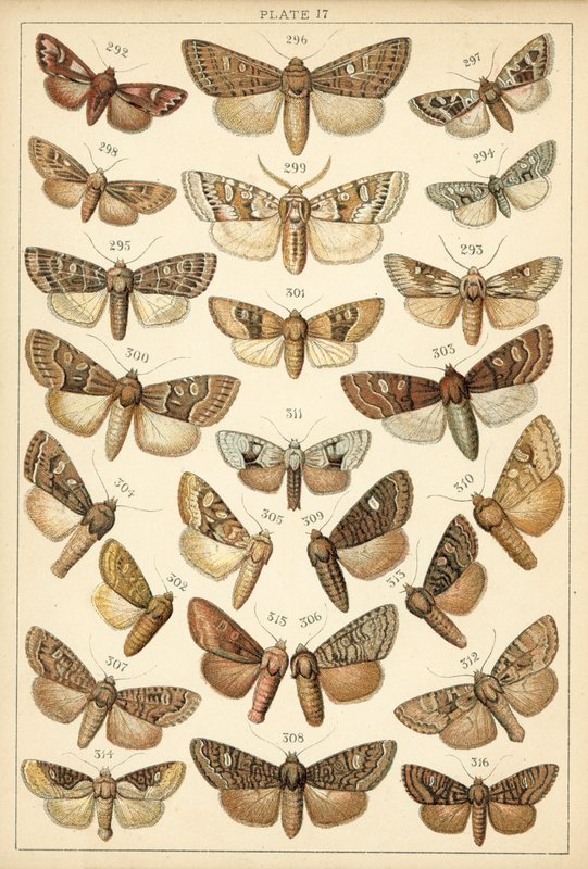 Ülkemizin Kelebek ve Güvelerinden Tabak (chromolitho) by English School