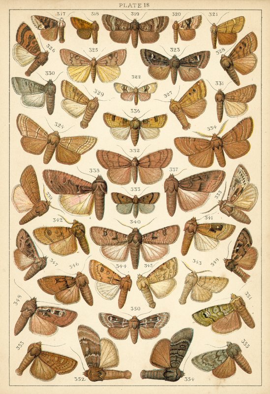 Ülkemizin Kelebek ve Güvelerinden Tabak (chromolitho) by English School