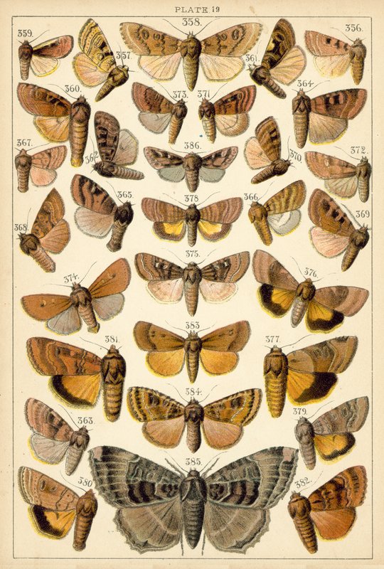 Ülkemizin Kelebek ve Güvelerinden Tabak (chromolitho) by English School