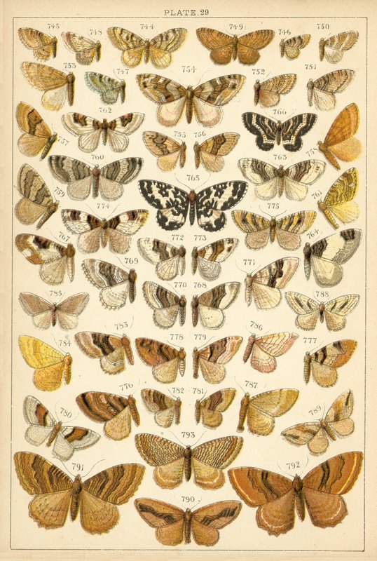 Ülkemizin Kelebek ve Güvelerinden Tabak (chromolitho) by English School