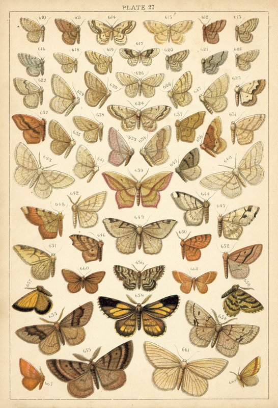 Ülkemizin Kelebek ve Güvelerinden Tabak (chromolitho) by English School