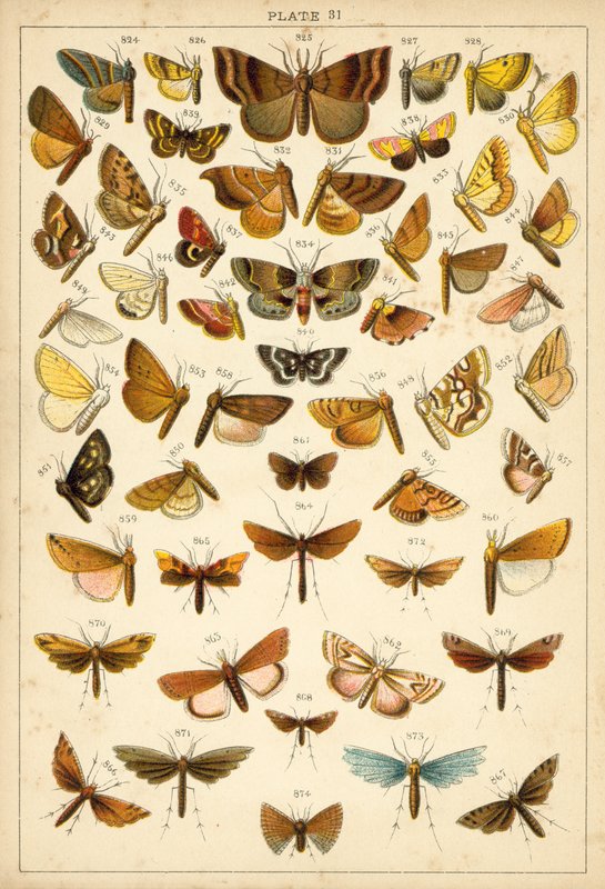 Ülkemizin Kelebek ve Güvelerinden Tabak (chromolitho) by English School