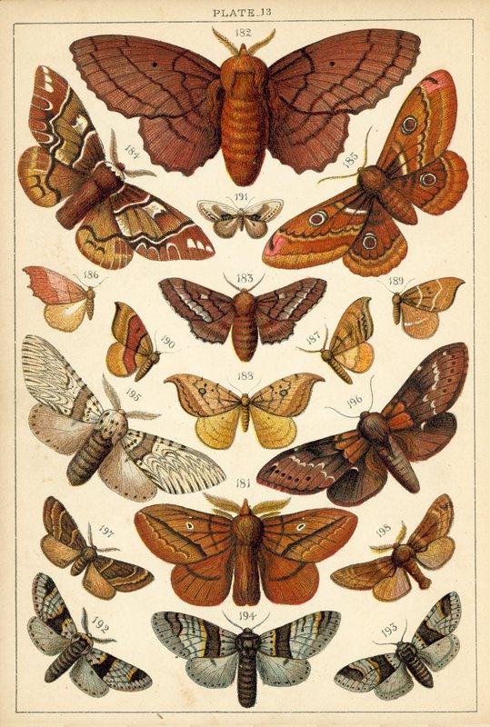 Ülkemizin Kelebek ve Güvelerinden Tabak (chromolitho) by English School